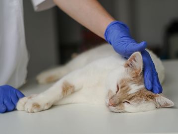 A veterinarian gently pets a relaxed cat wearing blue gloves.