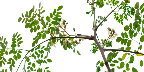 Green moringa leaves on thin branches against a white background.