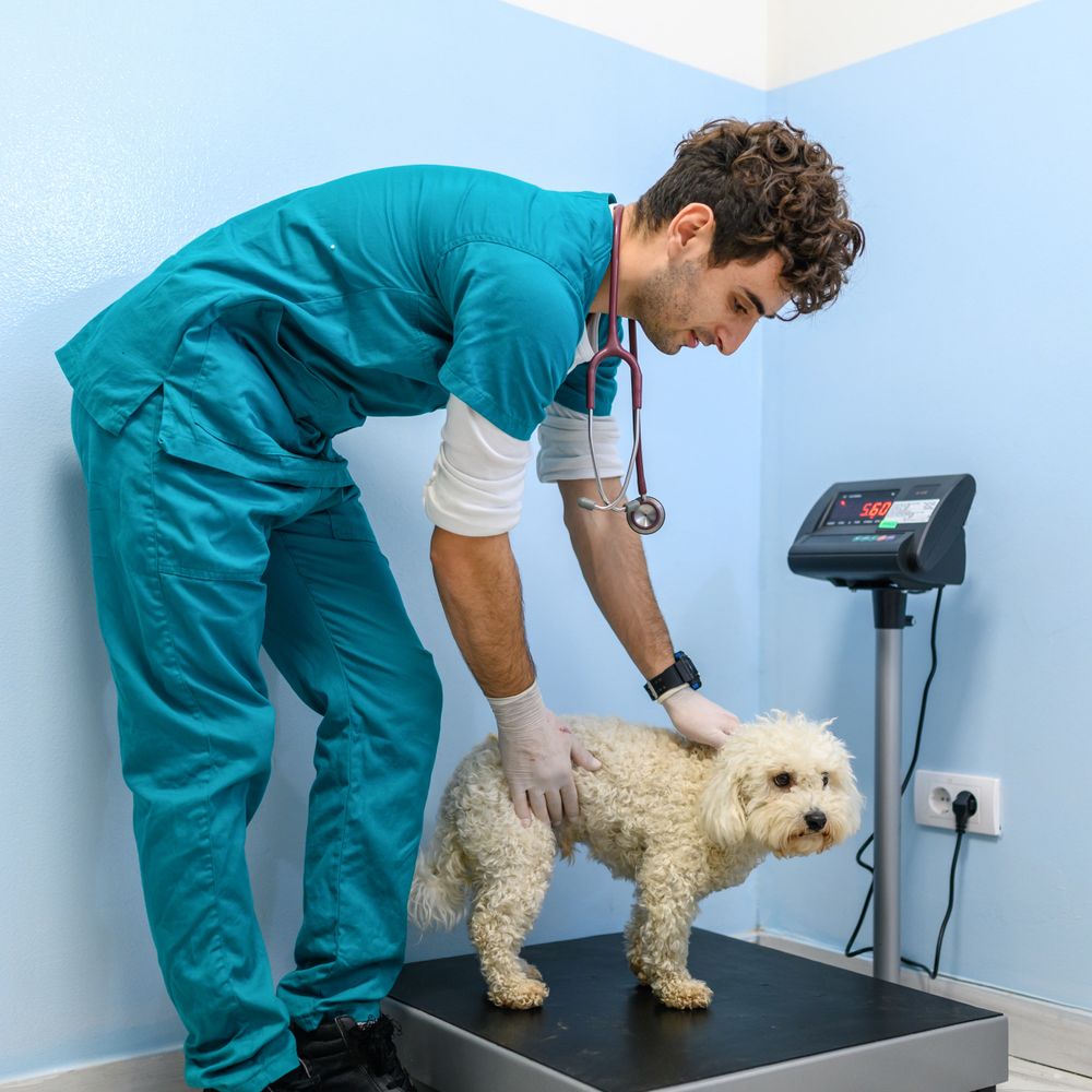 Veterinarian weighing a small white dog in a clinic.