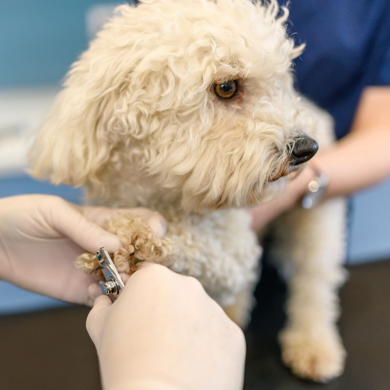 The veterinarian cuts the Maltese dog claws
