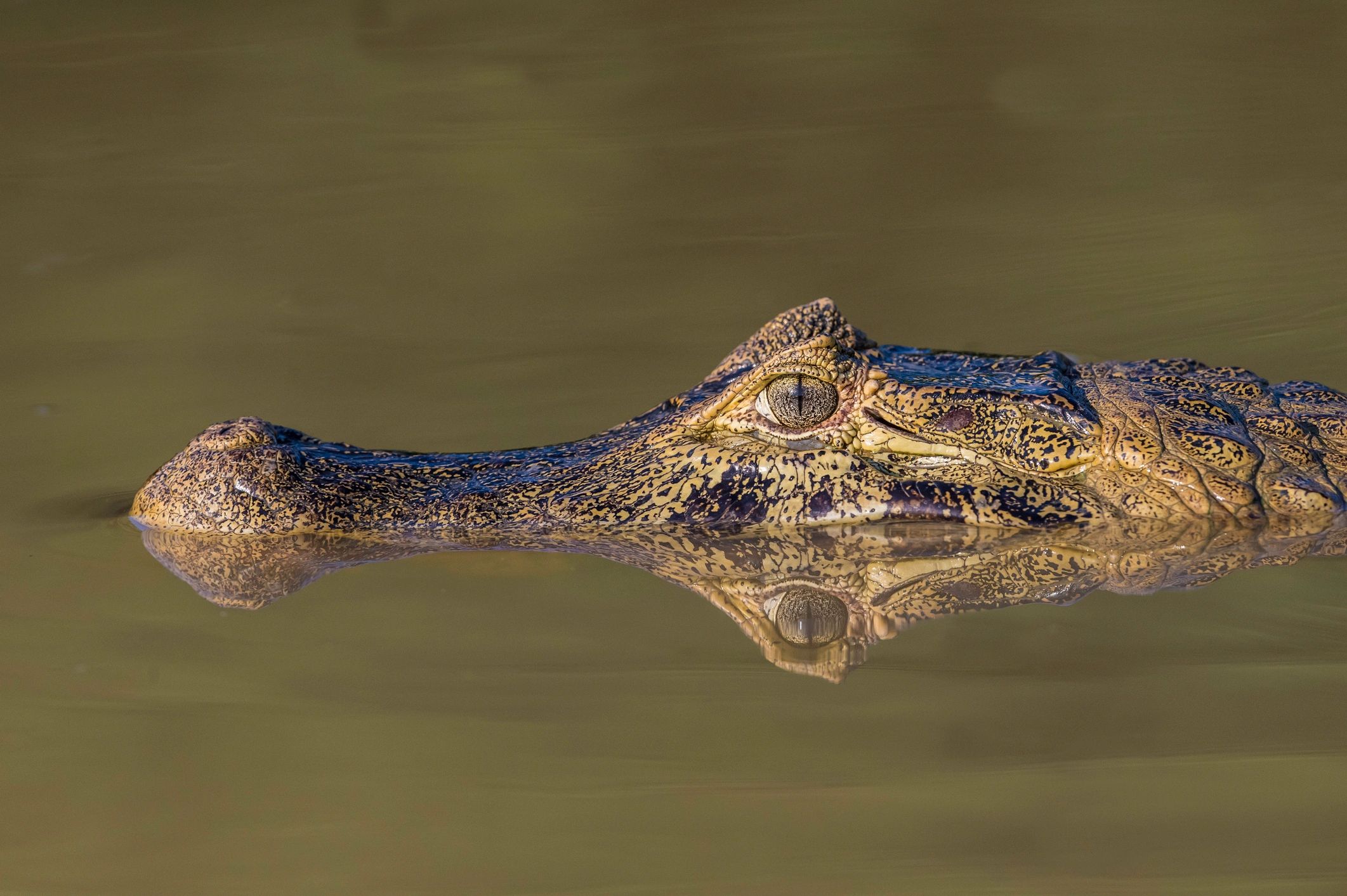 The Brazilian jungle hunting safari