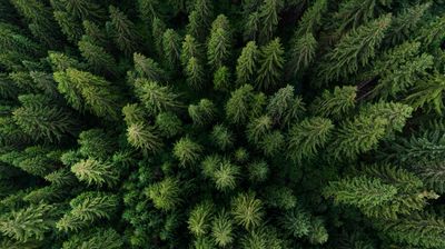 Dense evergreen forest from abovel