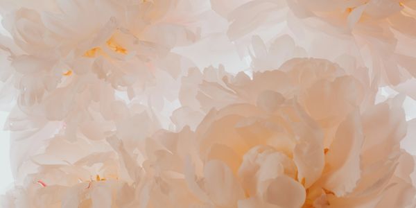 Soft peach-colored peonies in full bloom, glowing gently.