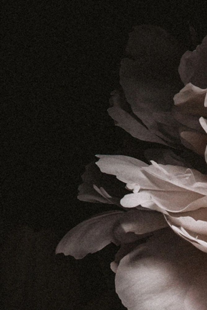 Romantic rose