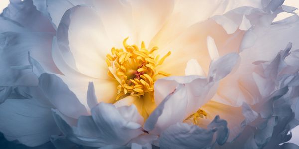 San Mateo San Francisco Bay Area Holistic healing IRM Practitioner energy healing woman circle