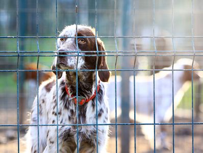 Dog in a secure pen looking through the bars