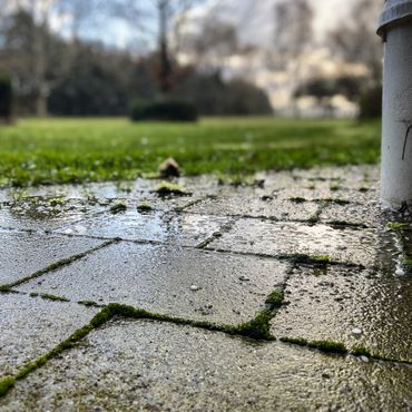 Wet pavement with moss and small hailstones in a park.