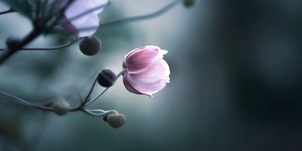 Softly lit pink flower bud against a dark, blurred background.