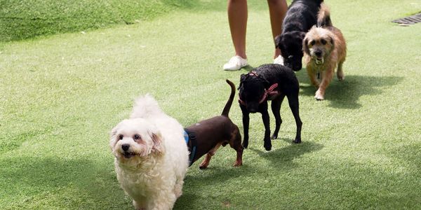 playful puppies