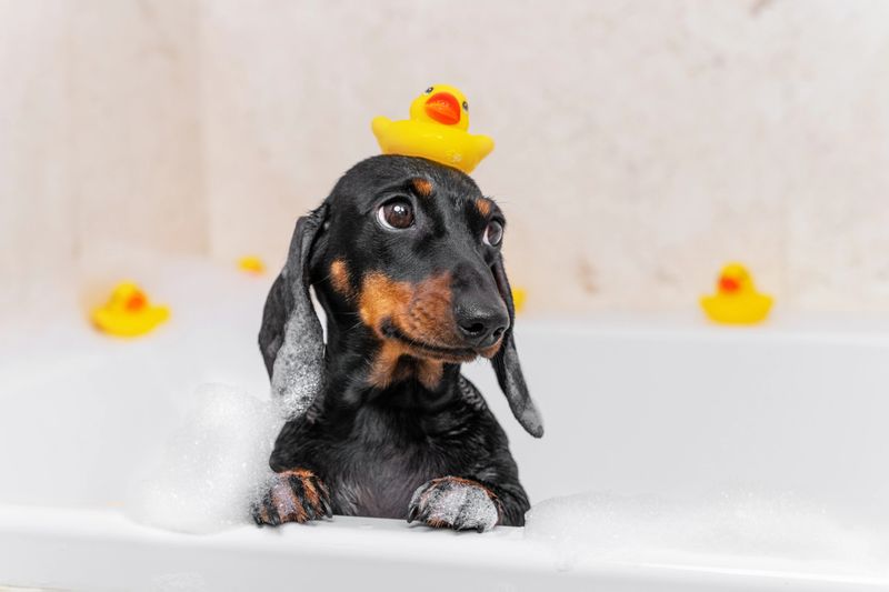 Dog puppy dachshund sitting in bathtub with yellow plastic duck on her head and looks up.