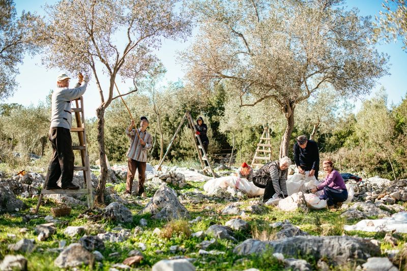 Family Members Harvest Olives