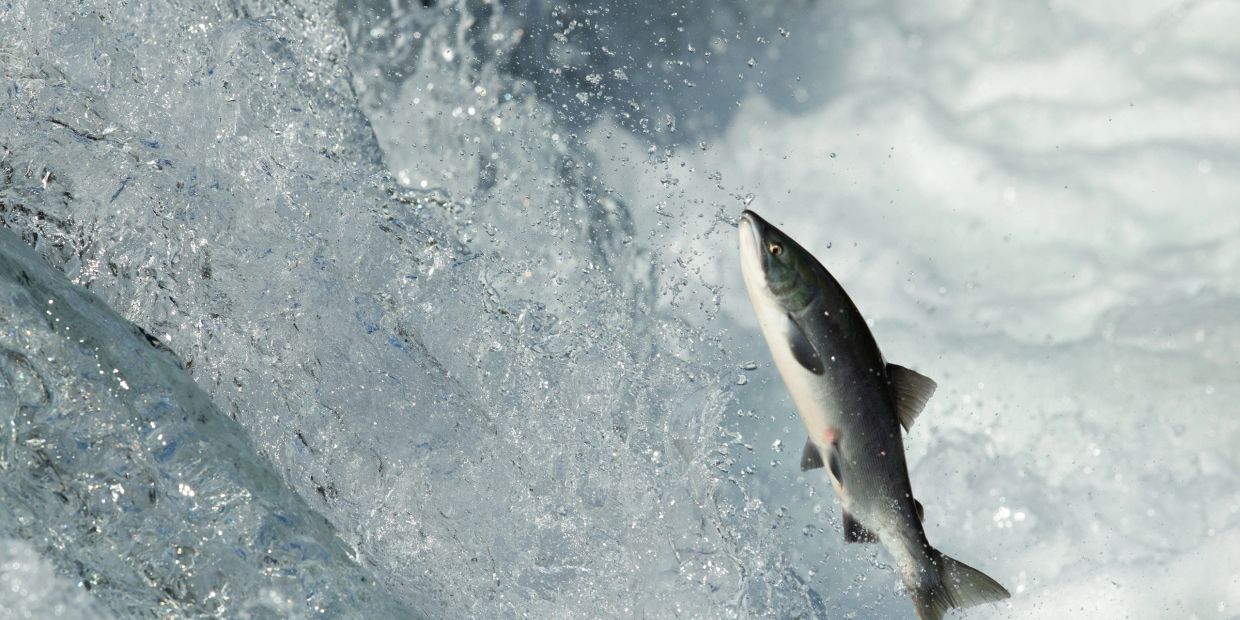 Salmon jumping upstream through waterfall.