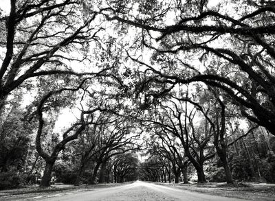 An old road on Tybee Island.