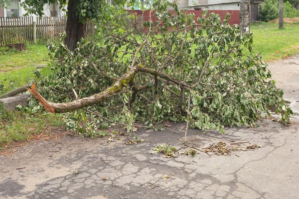 Broken tree branch lying on cracked pavement near grass and a fence.