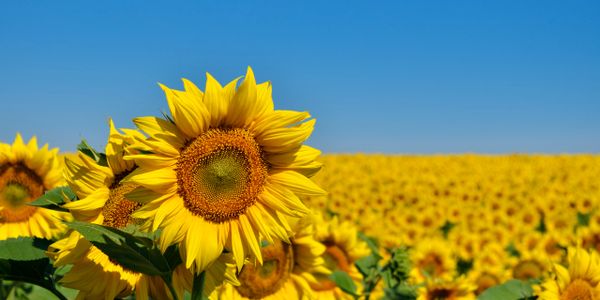 Bright sunflower field under a clear blue sky.