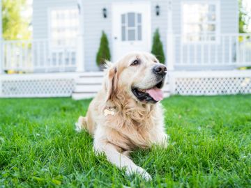 Golden retriever relaxing on a spotless front lawn