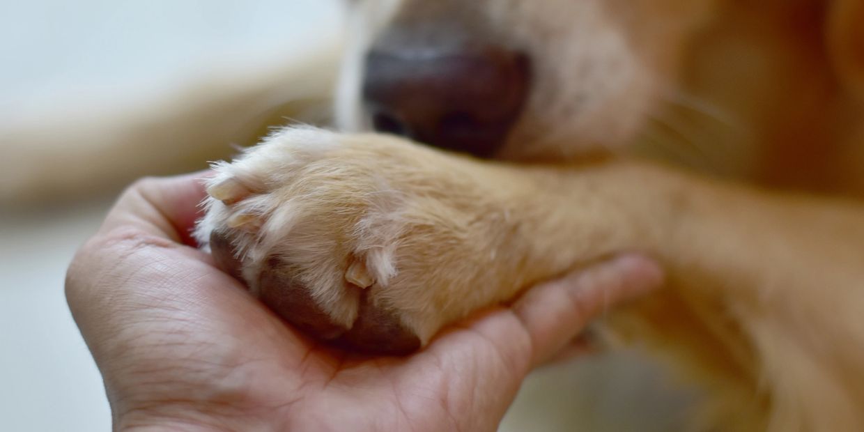 Hand gently holding a dog's paw up close.