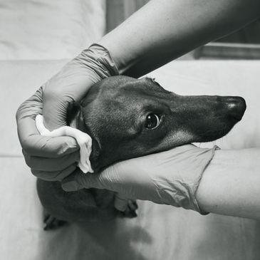 A dog having its ears cleaned with gloved hands.