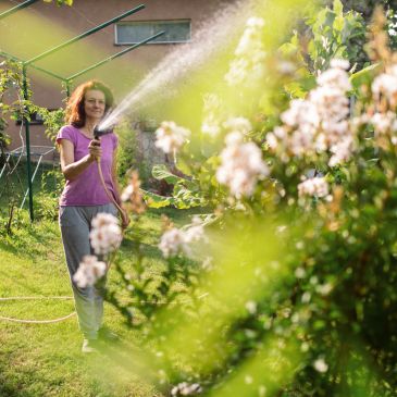 Woman watering garden plants with a hose on a sunny day.