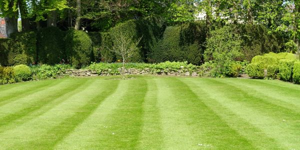 Well-maintained lawn with striped mowing pattern.