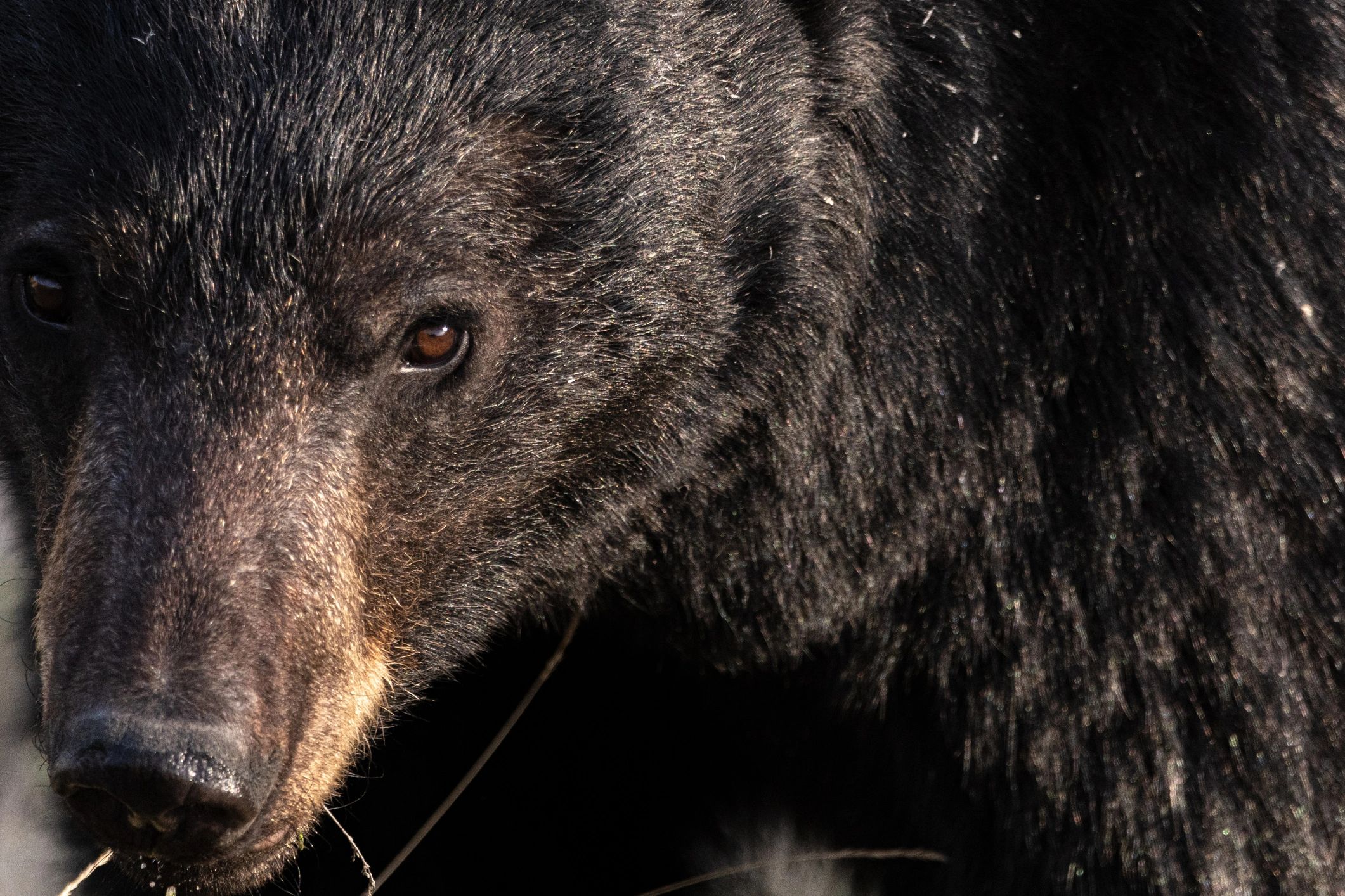 Elk, big game, bears, upland game. 