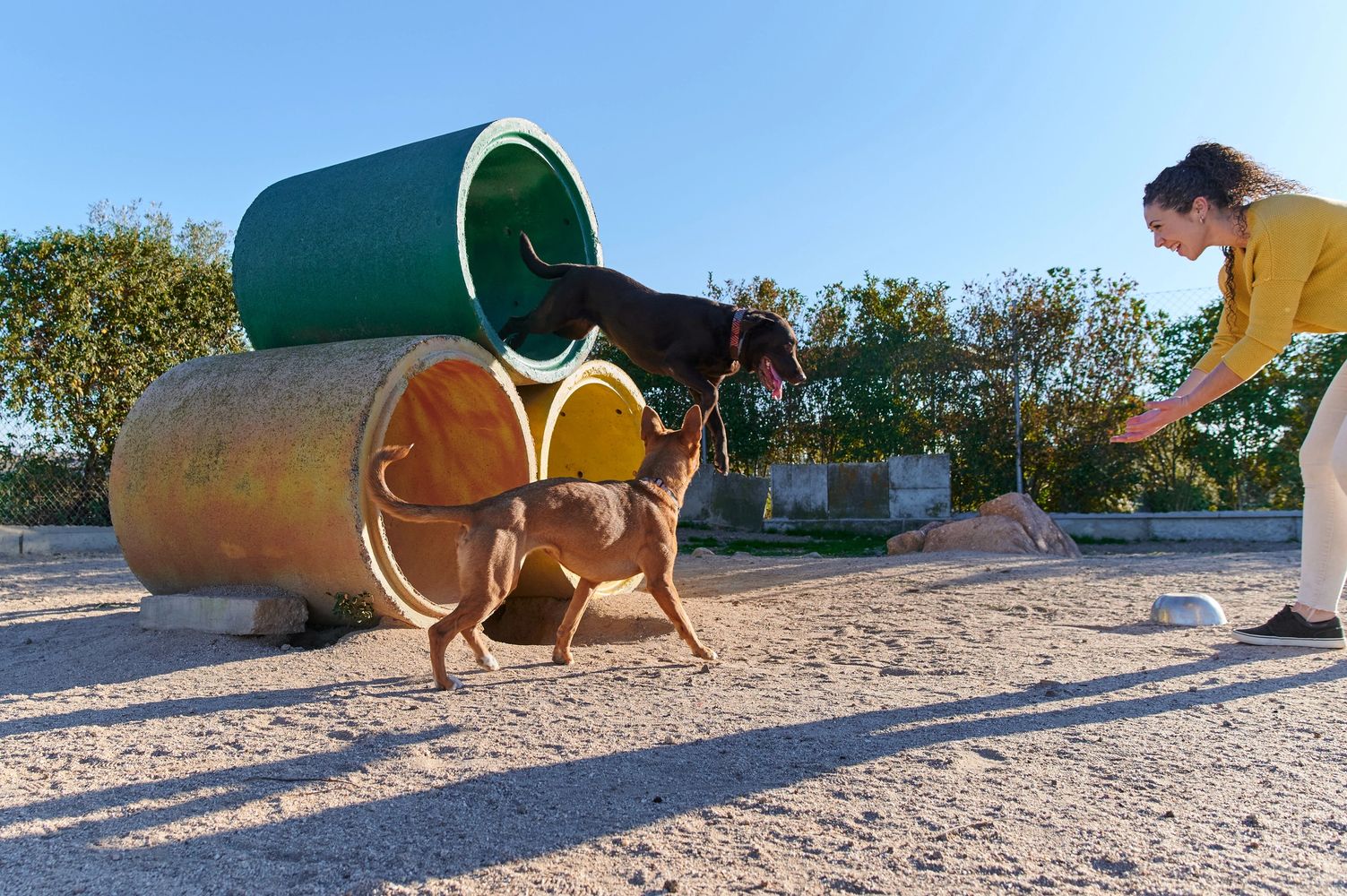 Two dogs playing and jumping through colorful tunnels in a sunny outdoor park with a smiling woman.
