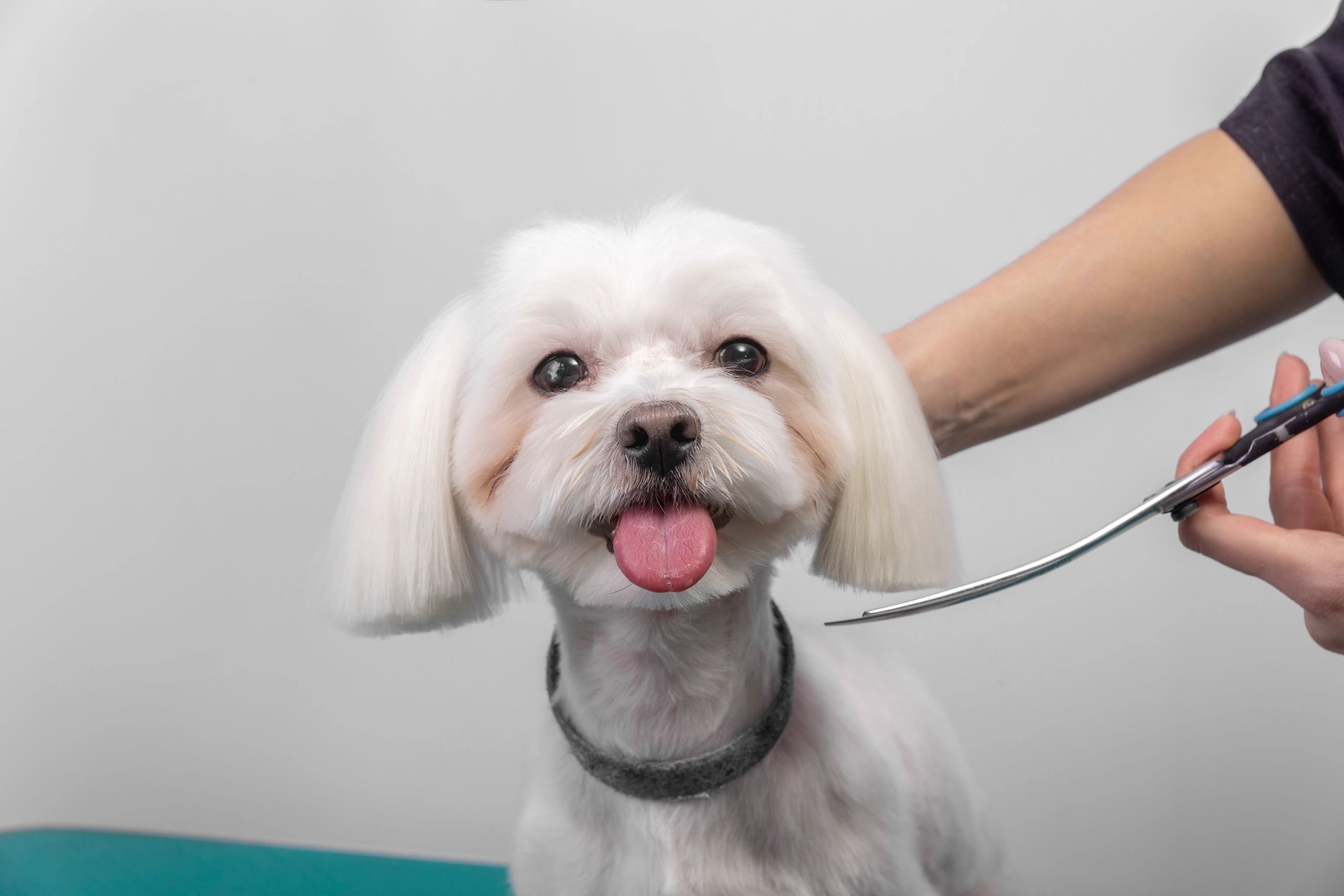 My Groomer Jess dog grooming listing photo