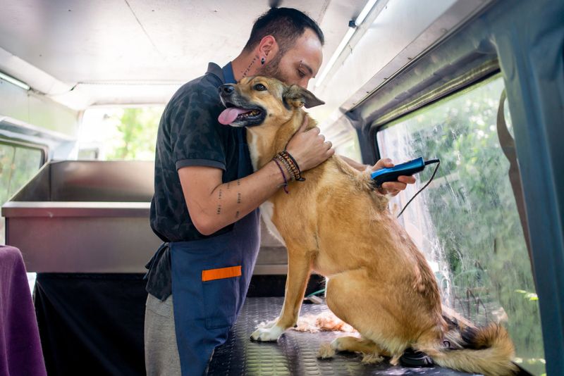Grooming the stray dog in pet grooming track