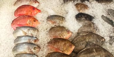 fish stored in a freezer