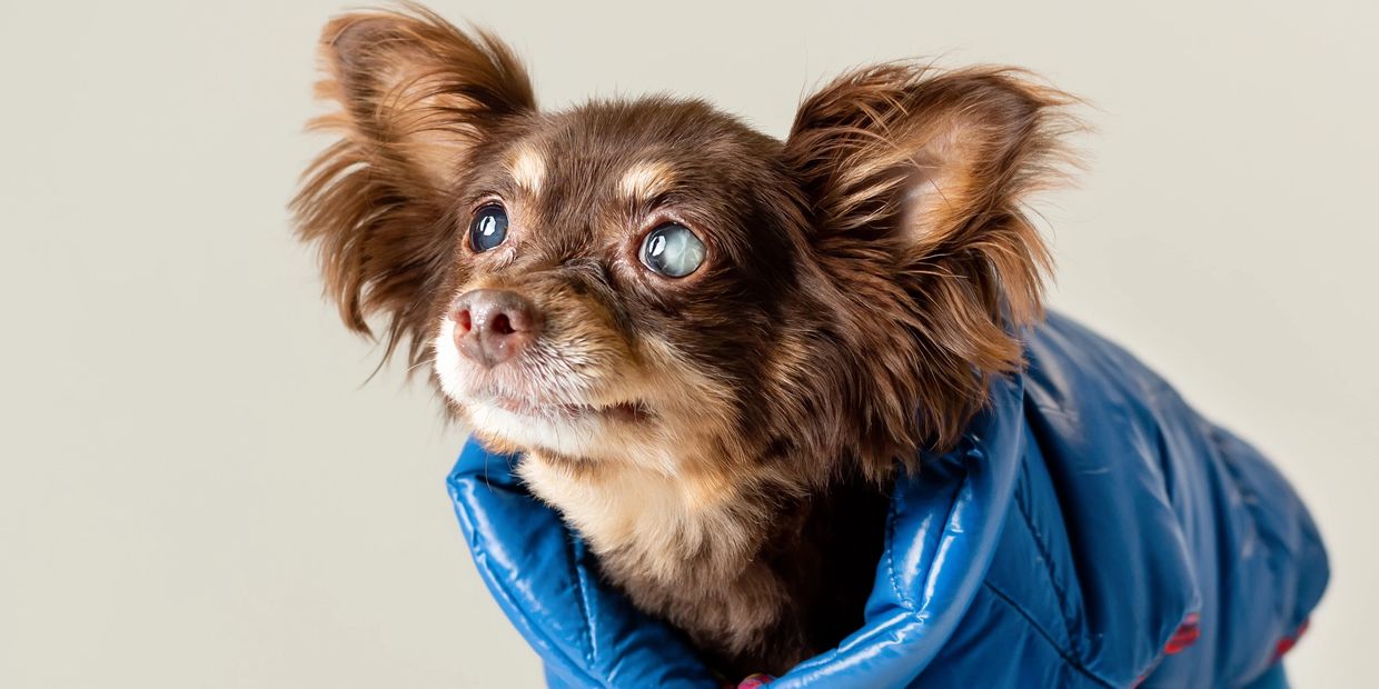 Small dog with cloudy eyes wearing a blue jacket getting vision care at a Animal Clinic