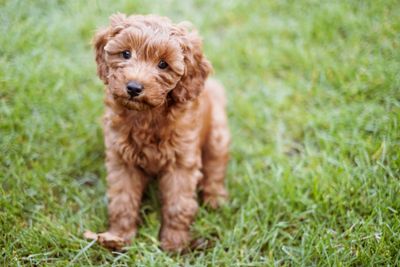 Adorable curly brown puppy standing on green grass.