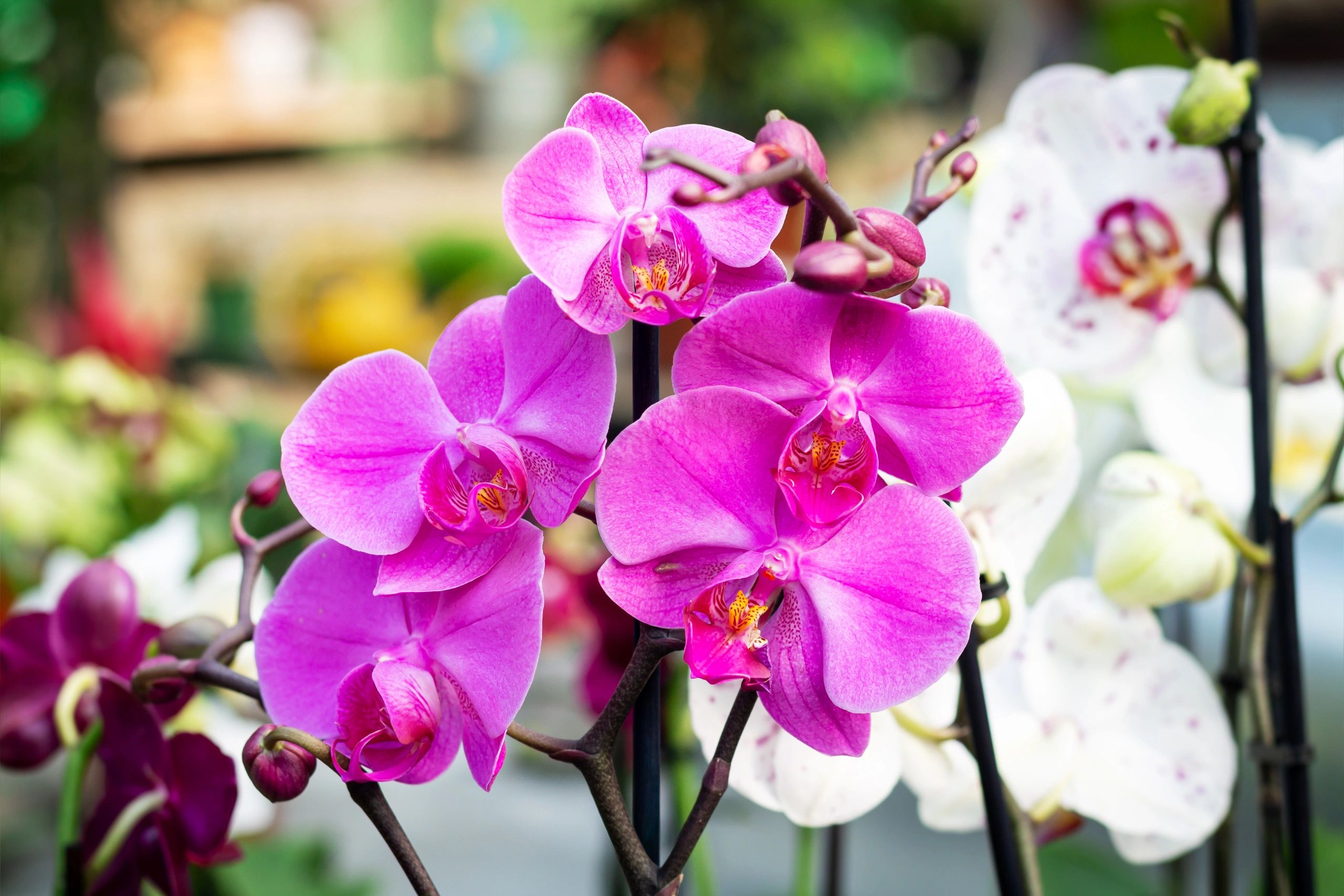Orchid Haven in Tanah Rata, Malaysia