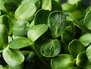 Tender greens with a crisp, nutty flavor.