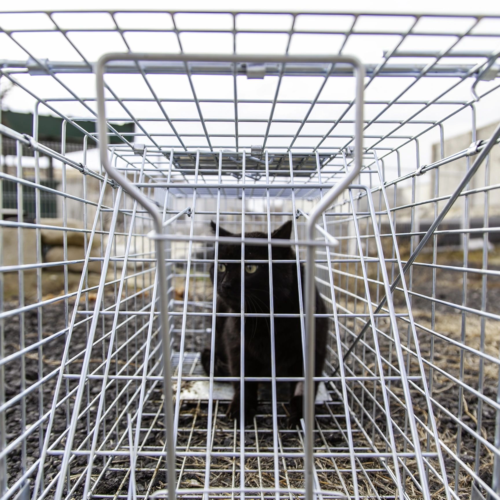 Black cat inside a metal cage.