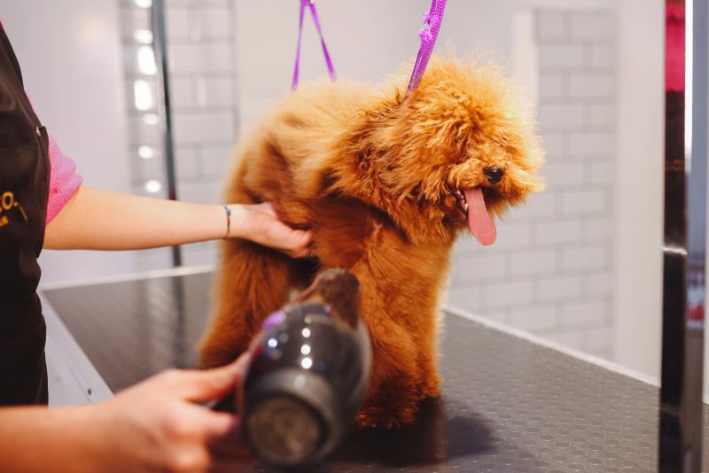 A professional dog groomer finishes the grooming of a small toy poodle dog. The dog is sitting on a grooming table, inside a pet grooming business while the smiling woman groomer cuts the animal's hair.