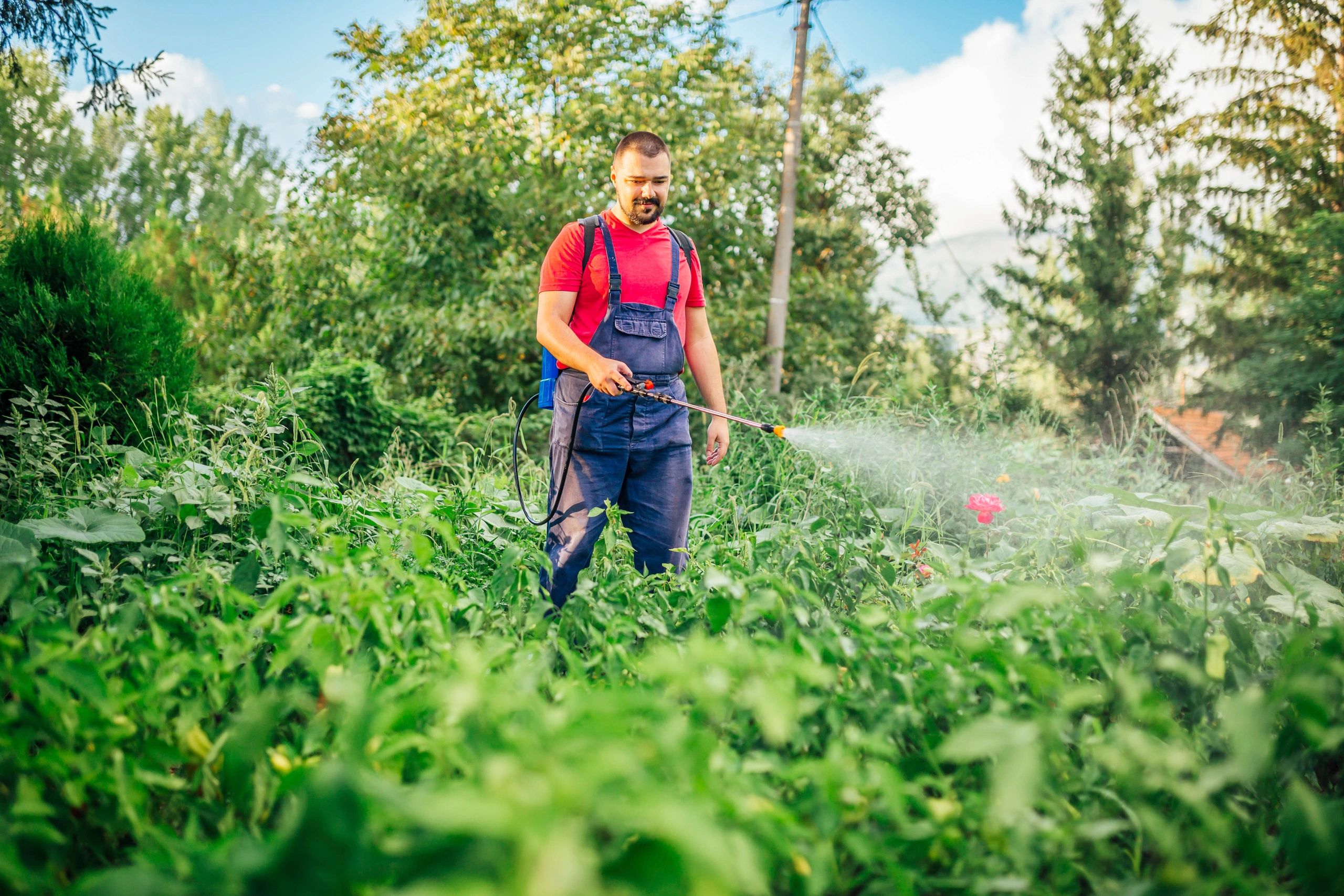 Organic Pest Control Wollongong