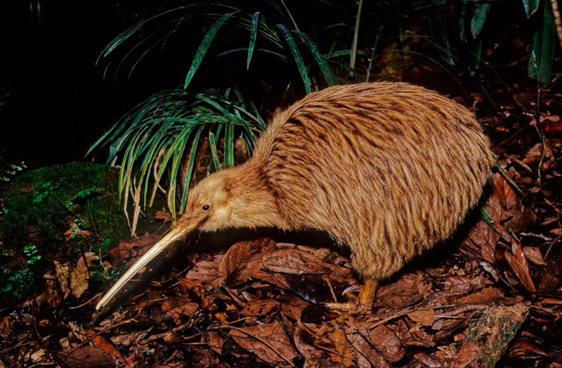 Kiwi, are flightless birds endemic to New Zealand of the genus Apteryx and family Apterygidae