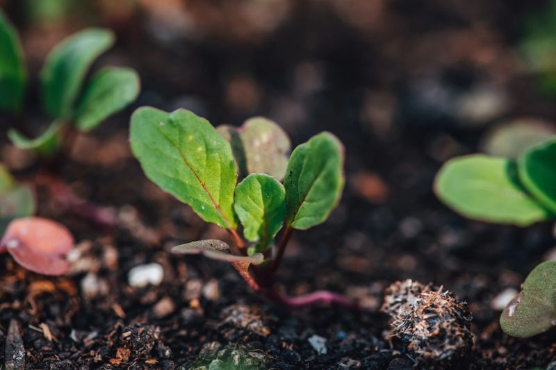 Arugula Micro Sprouts