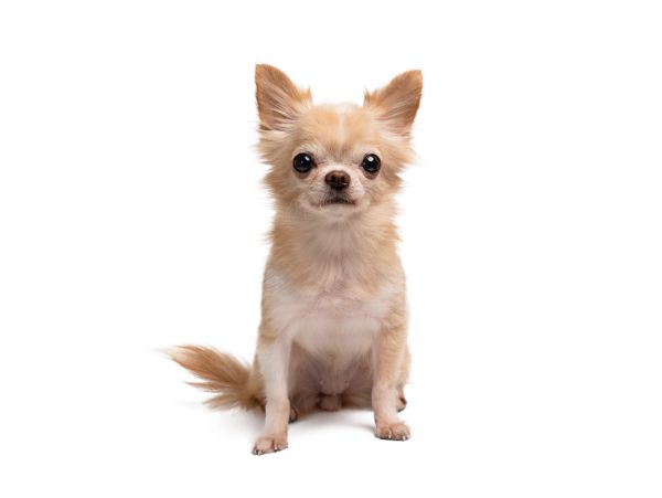 Small tan Chihuahua sitting and looking forward.