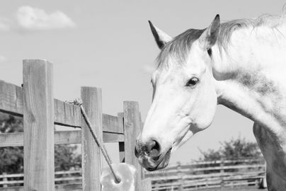 Sponsor a hoof care, support healthy hooves.