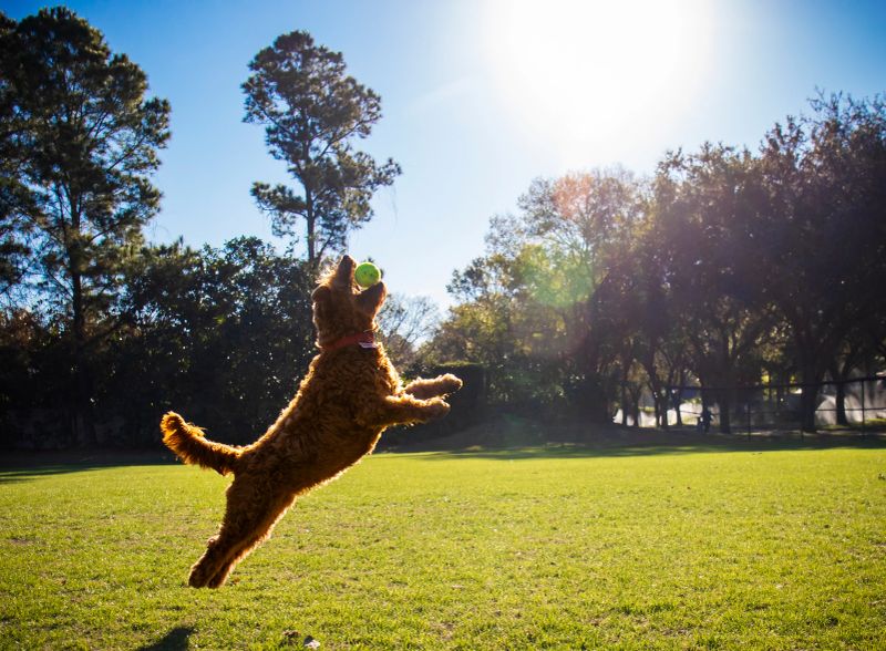 A miniature Golden doodle leaping in the air after a tennis ball while playing fetch in open field.