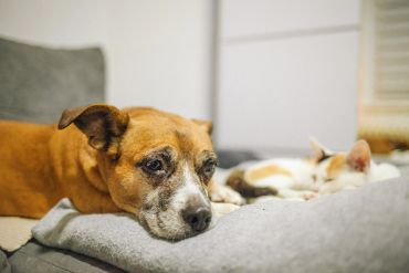 Dog and cat resting together peacefully.