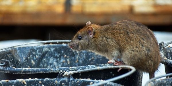 A brown rat perched on the edge of a dirty black bucket.