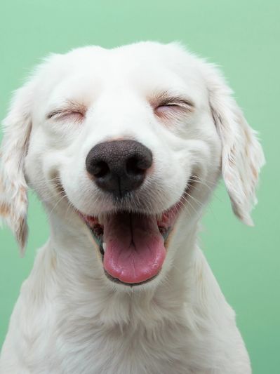 Smiling white dog.