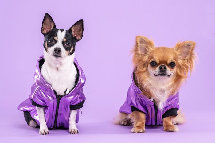 Purple Dog Clothing  in Season Collection.