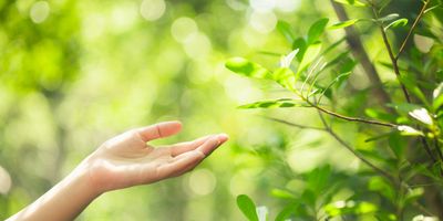 A hand reaching out to green leaves in soft sunlight.