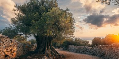 large tree