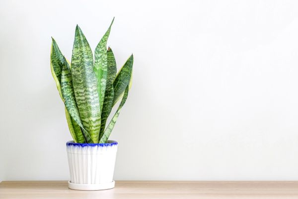 A green snake plant in a white pot against a plain white background.