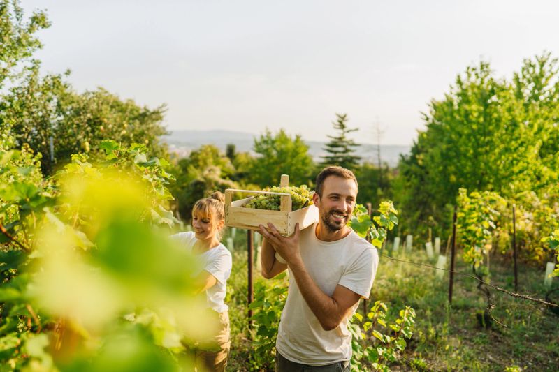 Photo of a couple working together in their vineyard