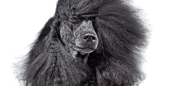 Close-up of a black poodle with voluminous, styled fur.